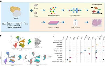 A spatiotemporal steroidogenic regulatory network in human fetal adrenal glands and gonads